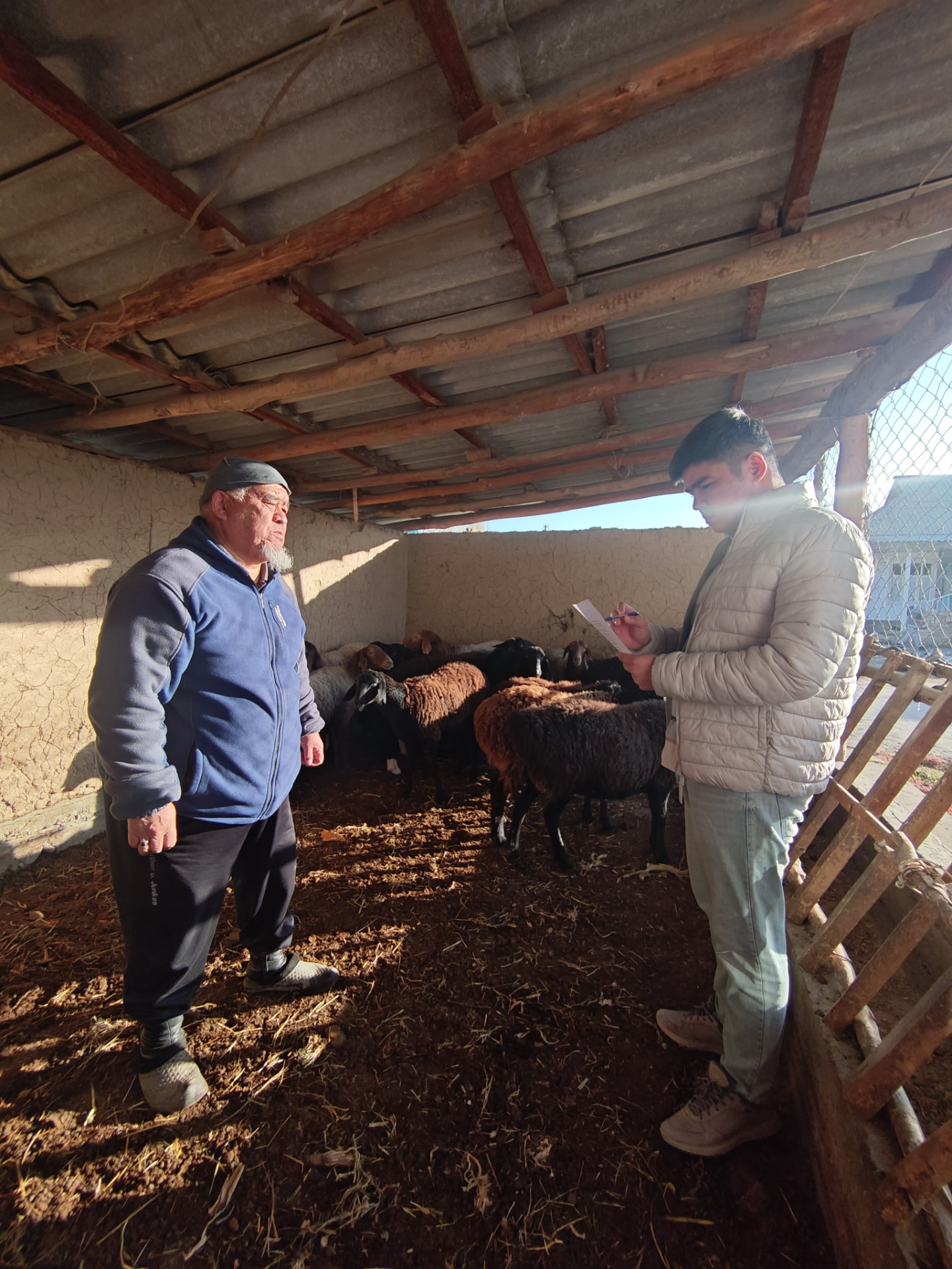A farmer speaking with an interviewer beside sheep inside a livestock shelter