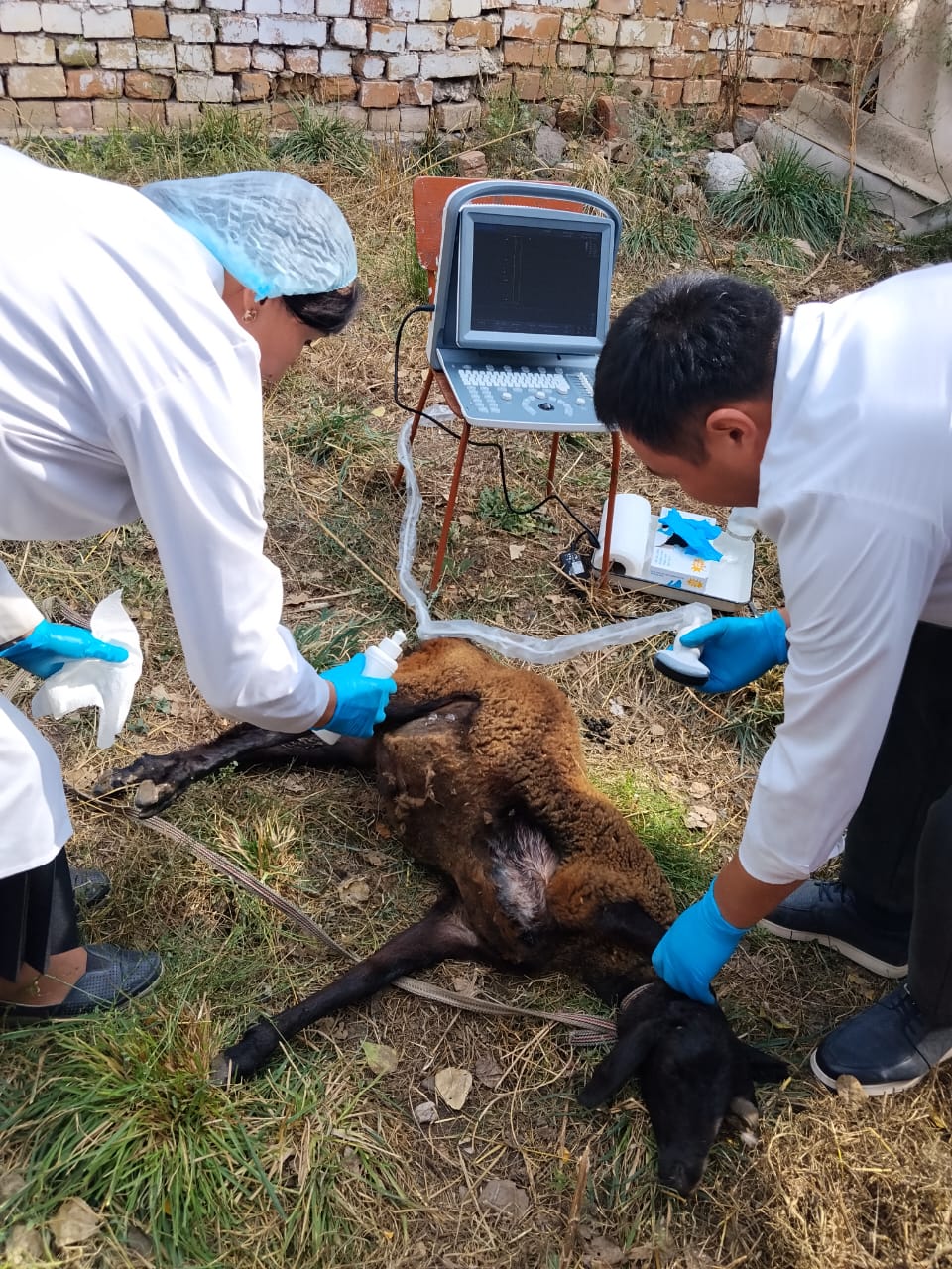 Veterinary professionals performing a practical ultrasound examination on a sheep