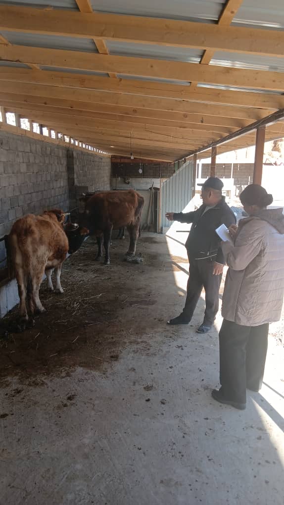 Malsaak team conducting field research with livestock farmers at a cattle barn in Kyrgyzstan